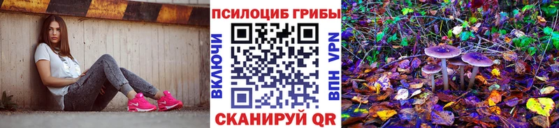 хочу наркоту  Александровск  hydra зеркало  Псилоцибиновые грибы мицелий 